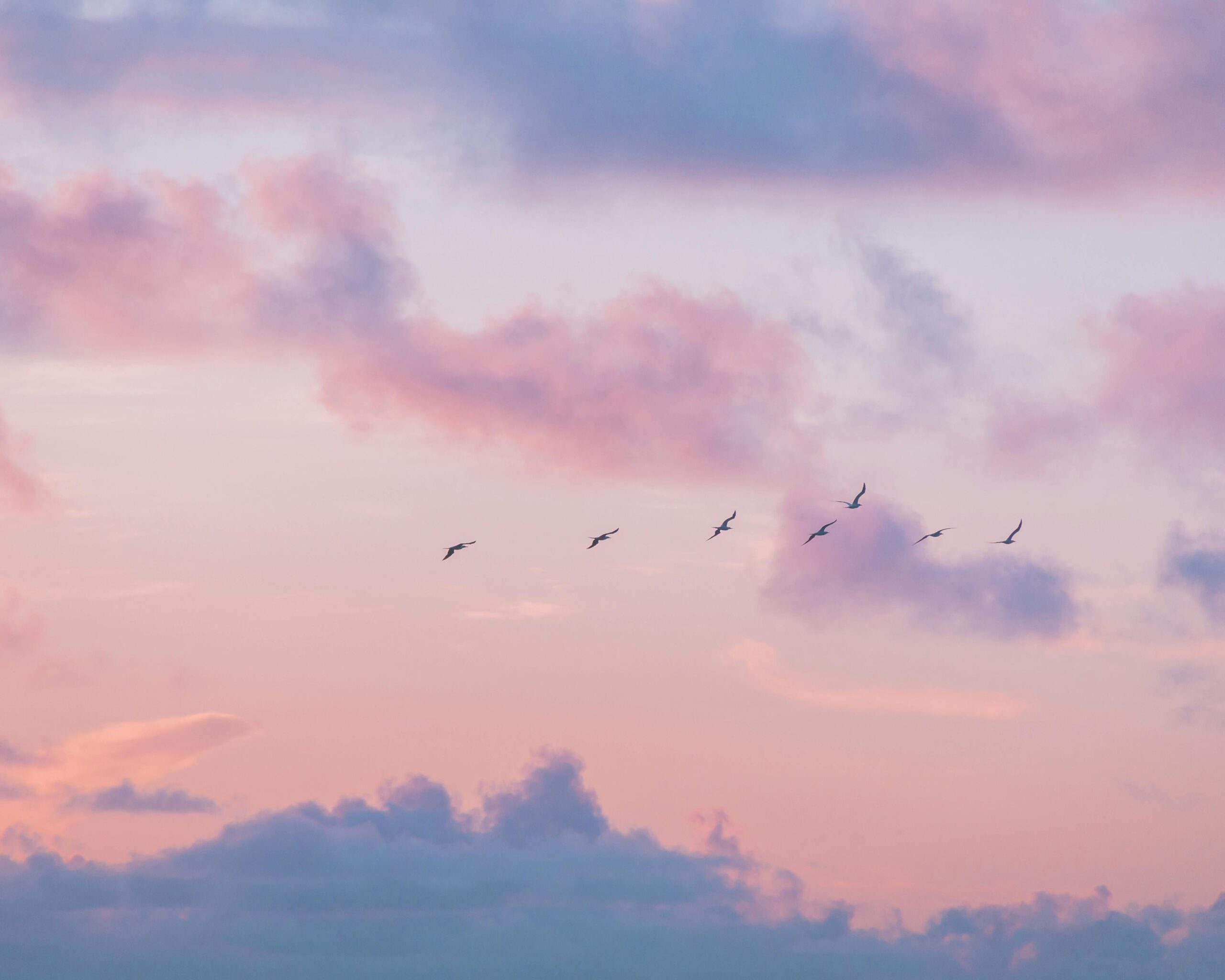 A line of birds flying through a soft pink and purple sunset sky with clouds.